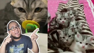 Kucing Konyol Lucu Sekali