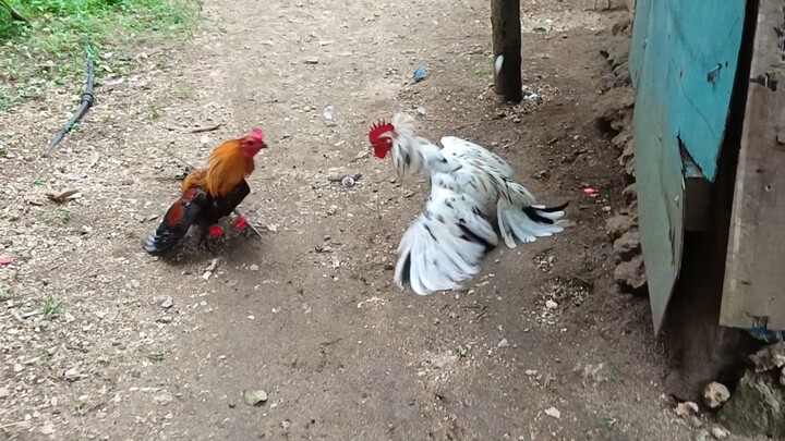 Navajero Gilmore VS White KelsoxLeiper Grey spar
