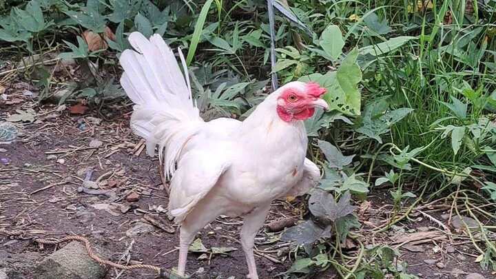 Ldt secret white stag