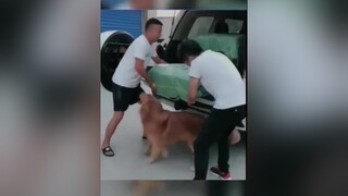 2 đứa có làm dc ko , ko làm dc thì né để a🤣🤣 6ngay6dem#thúcưng chó_cưng chó TikTokDieuKy dog doglover dogs chócute xuhuongtiktok trending xuhuong