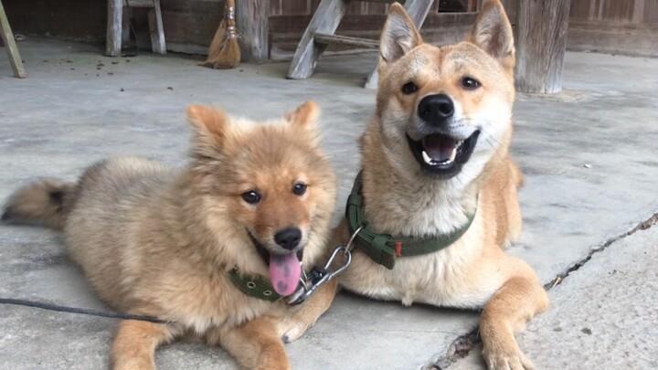 A Country Dog’s Daily Life | Being a dog, the most important thing is to be happy!