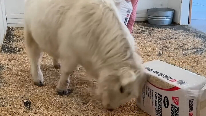 Rutinitas Sebelum Tidur Si Sapi Perah