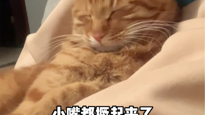 Mèo: Chơi game còn thích hơn cả ôm tôi à?!