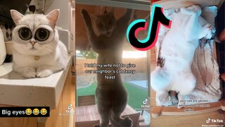 TikTok that Go "Meow" - Cat Side of TikTok #15