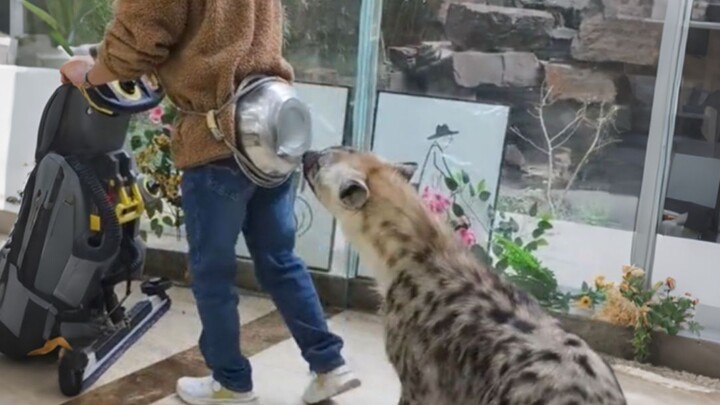 《在作死的边缘疯狂试探》