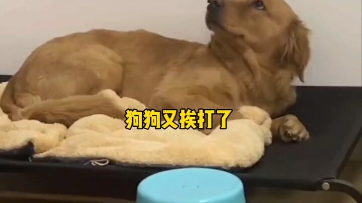 Chó con: Thôi thôi, anh nói sớm một câu là xong rồi, lại bị ăn đòn oan nữa chứ～