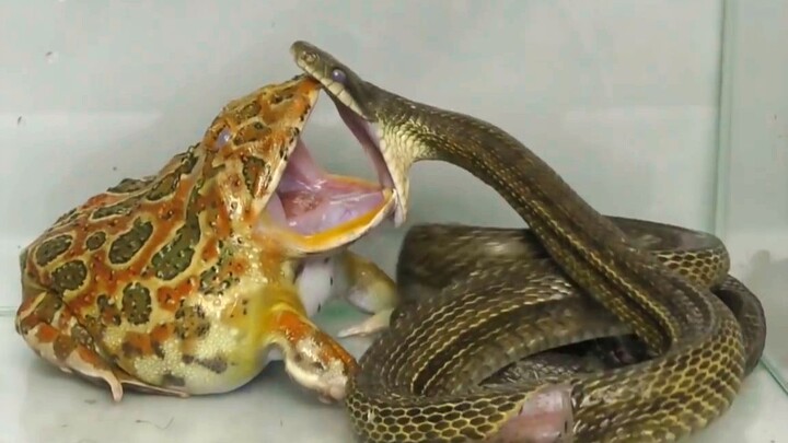 When a Horned Frog Tries To Eat a Snake