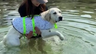 这只狗狗虽然看起来不太聪明，但是人家快乐呀~