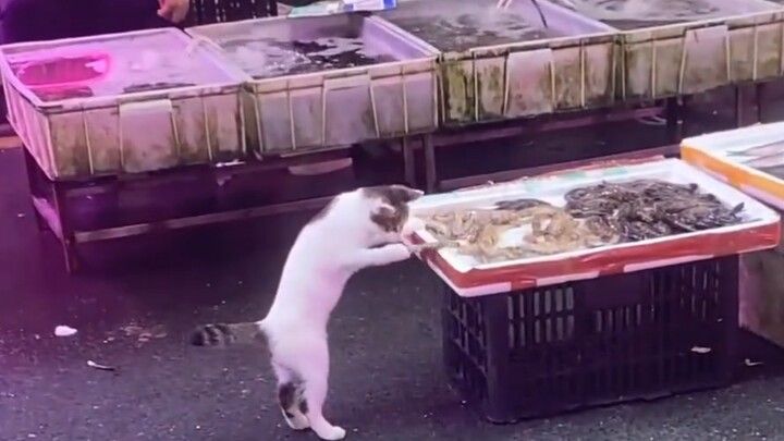 小猫也不贪心一次就抓一只虾，但是它一下午往返了七次哈哈！