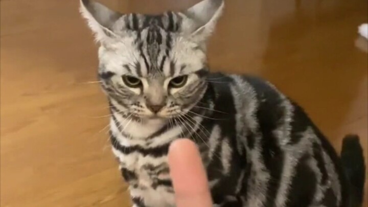 Ternyata musuh alami kucing memang anjing!