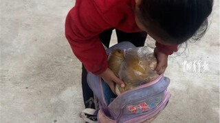 凉山7岁女孩走半个小时路，给支教老师背了一书包自己家种的梨！