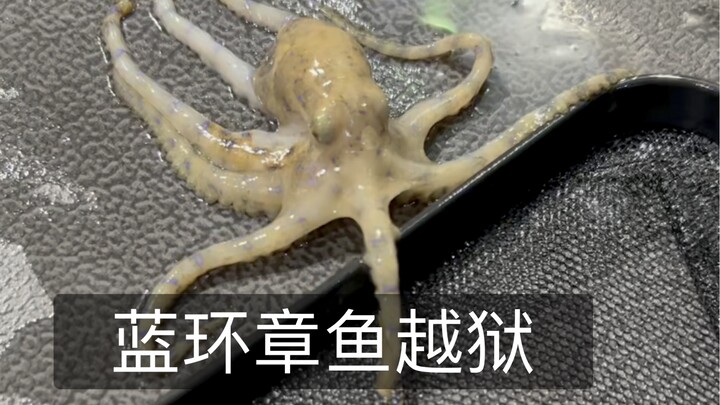 Gurita Cincin Biru Kabur dari Penjara! Empat ekor kabur, baru ketemu tiga….