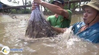 Kéo Chài Bắt Cá Khủng Ở Sông Tiền | Hội Ngộ Miền Tây - Tập 331