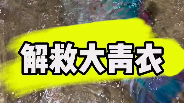 Another big blue fish rescued!