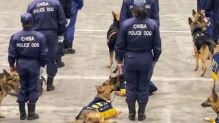 Kepolisian Prefektur Chiba, Jepang mengadakan upacara pemeriksaan tahun baru. Awalnya anjing-anjing 
