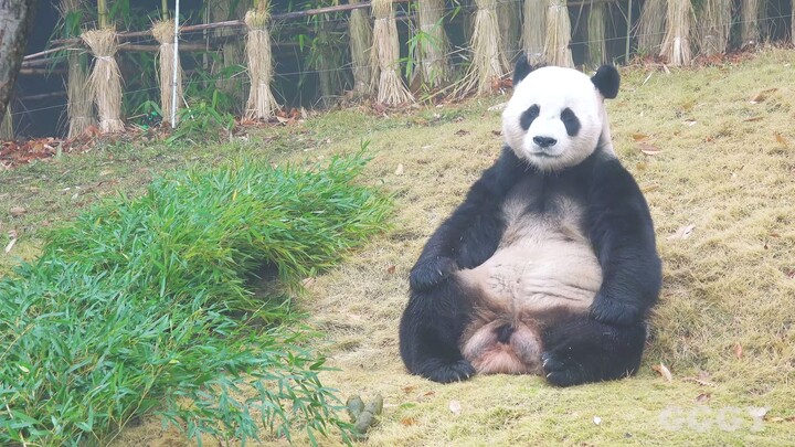 Giant Panda Yuanxin: A Pandas “Meditation”?