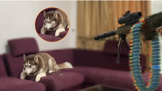 Shooting My Husky with a Toy Machine Gun