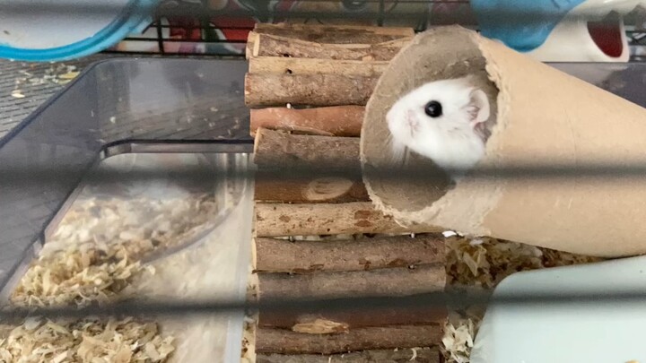 Hamster.  Nice place to stay.