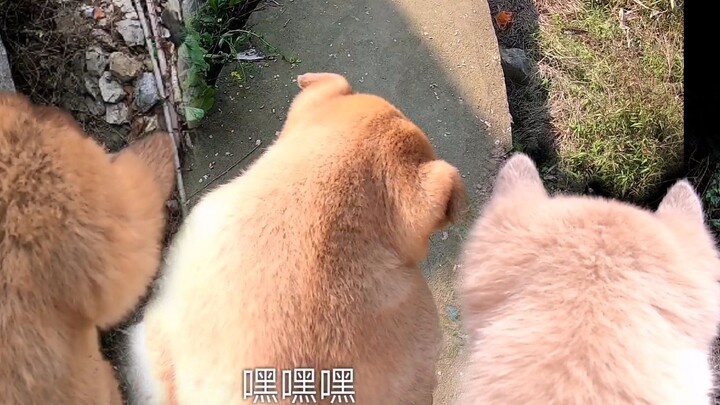 田园犬小奶狗，拥有四头坐骑是什么感受？来我悄悄告诉你