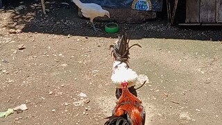 first time spar(5months bayogon vs 5months kanawayon bantam)🐓