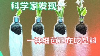 Thiên nhiên đã học cách ăn nhựa của chúng ta