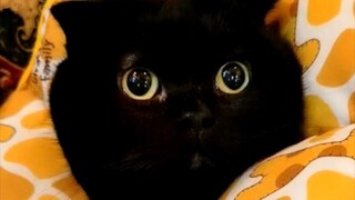 Pernahkah kalian melihat kucing yang bisa membuat syalnya melayang di udara?