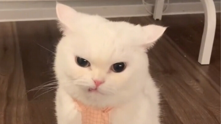 Yang dikatakan kucing kecil masuk akal