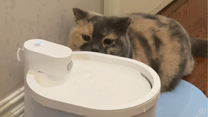 Jangan main air, sayang kucing! Nanti jamuran!