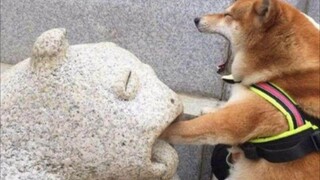 【Animal Circle】Shibas are the cuttest!