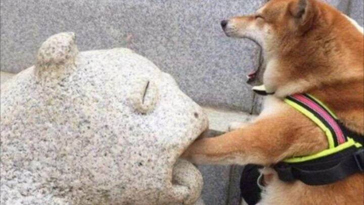 [Động vật] Em chó Shiba này dễ cưng quá đi!