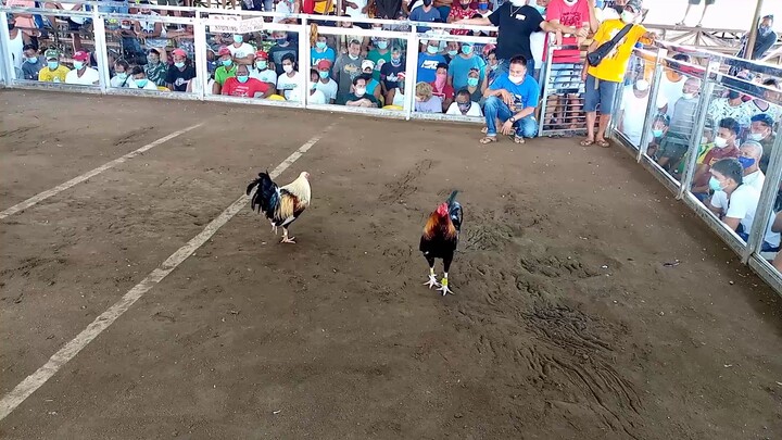 Sabung 4Cock Derby Bloodline 1/4 Peruvian grey (win) 2nd fight Champion 🏆 cockpili Figth