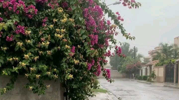 Relaxing Nature sound #shorts #flowers #nature