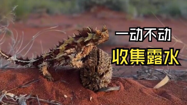 那些神奇的动物视频！