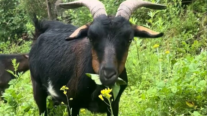 Kambing dikebiri begini? Saat ini empati para pria mencapai 90%!