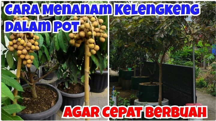 KELENGKENG DALAM POT || CARA MENANAM KELENGKENG DALAM POT AGAR CEPAT BERBUAH