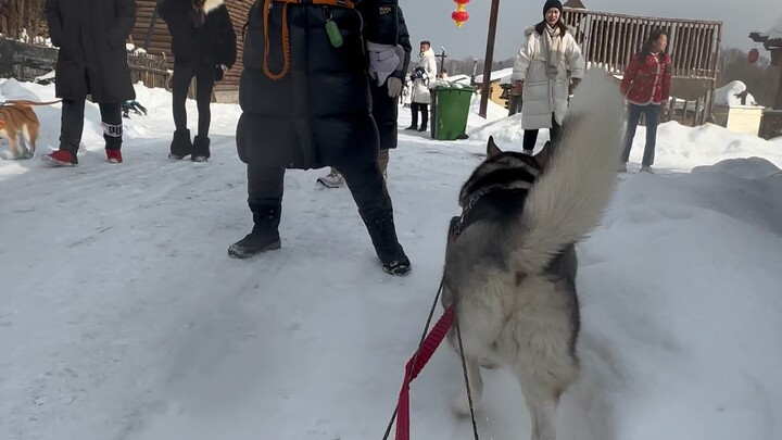 Husky-ku bukanlah sampah yang hanya bisa merusak rumah, dia adalah anjing penarik kereta luncur Sibe