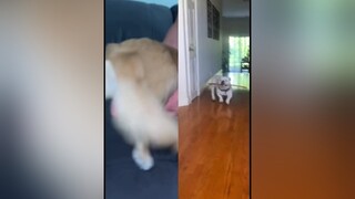 😂😂 foryou fyp pet pets dog#dogs dogsofttiktok petsoftiktok