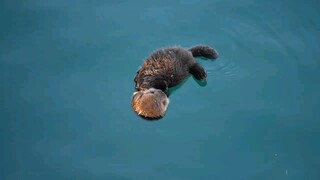 The little sea otter, who had just woken up, found that its mother was missing and cried out heartbr