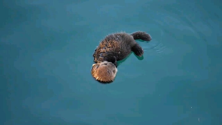 The little sea otter, who had just woken up, found that its mother was missing and cried out heartbr