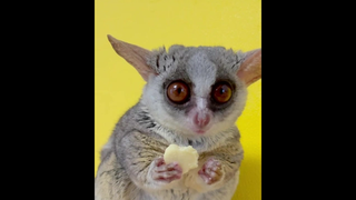 เพราะอากาศเปลี่ยนแปลงบ่อย เลยต้องอ่อยให้เธอมาดูแล bushbaby ลิงจิ๋ว