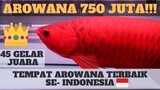 Tempat Ikan Arowana Super Red Terbaik Se-Indonesia (Red Dragon Cianjur), Beli Wajib Disini