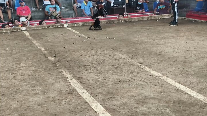 my 2x pure Gilmore hatch aej line