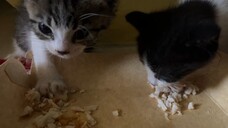 VID_20250313 (3)