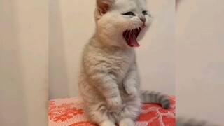 The little milk cat has a 99% aggression rate!