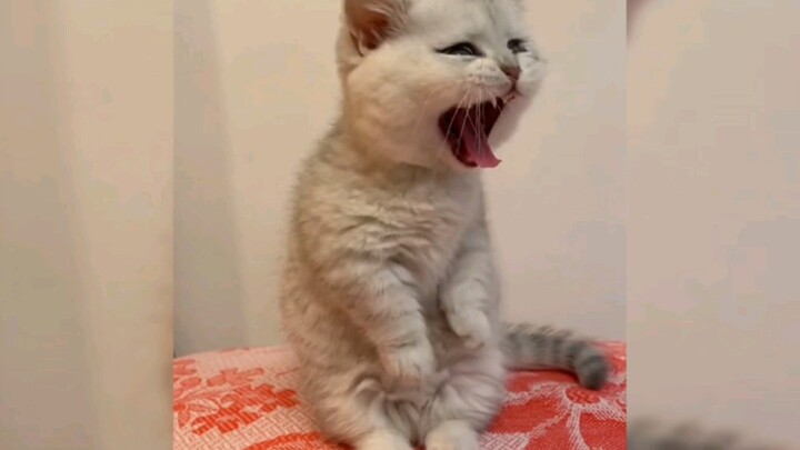 Mèo con sữa hung dữ 99%!