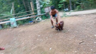 Broadcock