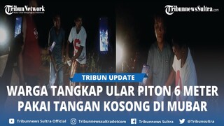 Video Viral Ular Piton Sepanjang 6 Meter Ditangkap Warga Pakai Tangan Kosong di Muna Barat Sultra