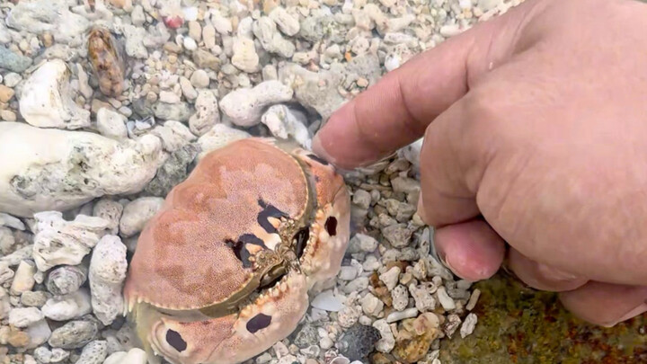 เสี่ยวอวี่จะมาเก็บหอยแล้วนะ อย่าหนีไปล่ะ!