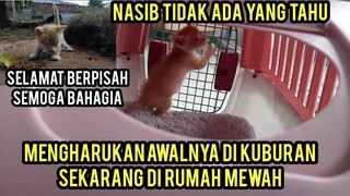Subhanallah Mengharukan Kisah Anak Kucing Buta Di Kuburan Endingnya Di Adopsi Oleh Orang Kaya..!