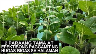 2 Paraang Tama At Epektibong Paggamit Ng Hugas-Bigas Sa Halaman I Complete Guide